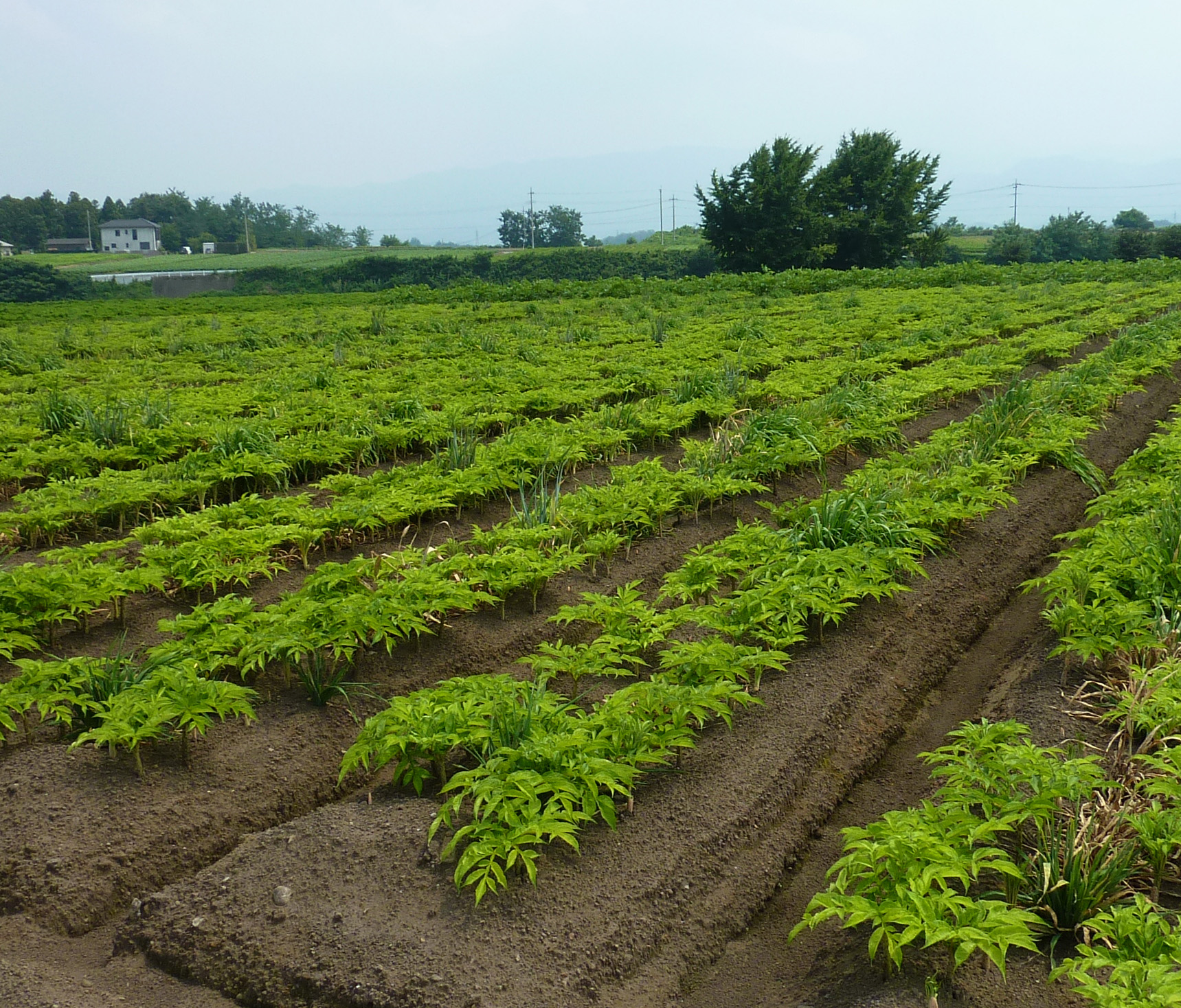 konjac farm2