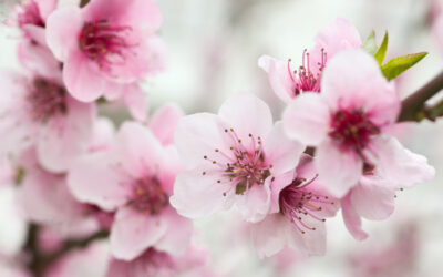 How the Japanese Cherry Blossom Can Benefit Your Skin