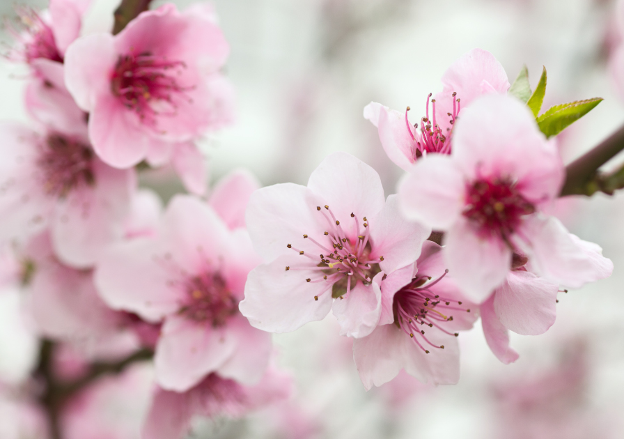How the Japanese Cherry Blossom Can Benefit Your Skin